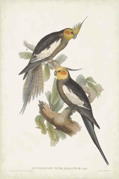 Birds of Australia CLXXXVIII - John Gould