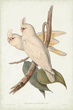 Birds of Australia XX - John Gould
