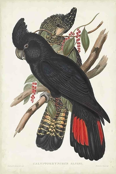 Birds of Australia XXXVI - John Gould