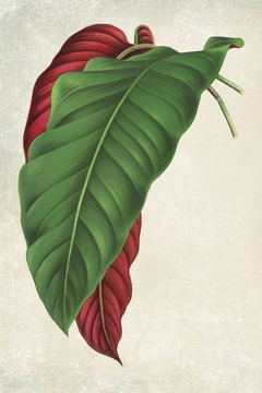 Calathea Arrecta - C.A. Lemaire