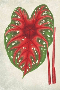 Gravura botânica com plantas