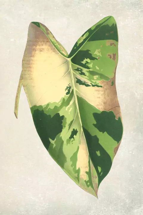 Gravura  Botânica Plantas 