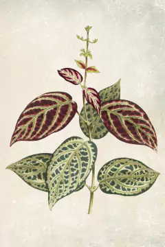 Gravura Plantas Botânica para Quadro