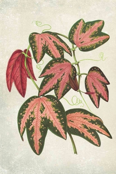 Gravura  Botânica com Plantas 