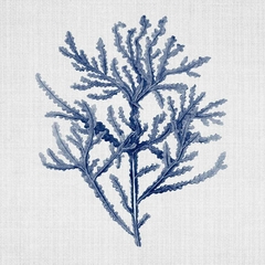 Blue Coral Ocean VII - Lola Peacock
