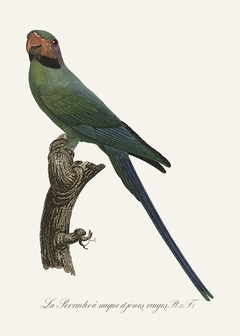 gravura de periquito