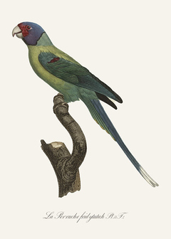 gravura papagaios