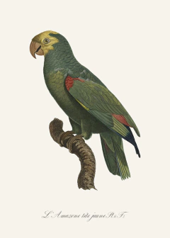 gravura passarinhos tropicais