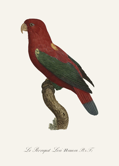 quadro pássaros tropicais