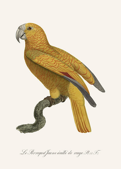 Le Perroquet Jaune Écaillé de Rouge - Jacques Barraband - comprar online