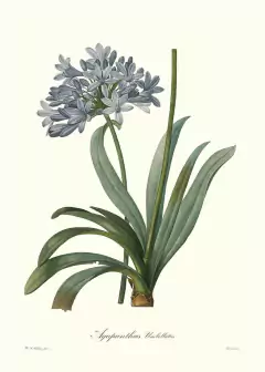 Agapanthus Umbellatus - Pierre Joseph Redouté
