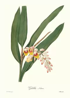 Gravura Flores Redoute Branca