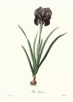 Iris Luziana - Pierre Joseph Redouté