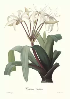 Crinum Erubescens - Pierre Joseph Redouté