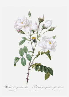 Rosa Campanulata Alba - Pierre Joseph Redouté