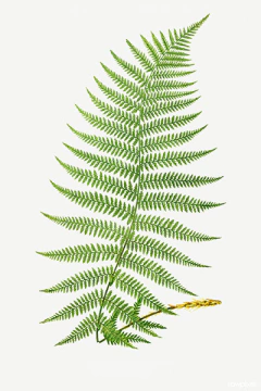 gravura folhagens