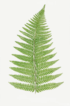 Quadro plantas botânica