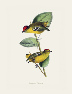 Gravura Pássaros - Calyptura Cristata - comprar online