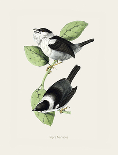 Gravura Pássaros - Pipra Manacus - comprar online