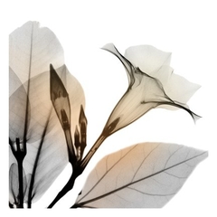 Sunrise Mandelilla - Albert Koetsier - comprar online