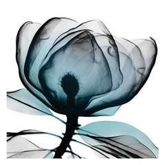 Gravura Flores Tulipa Raio X