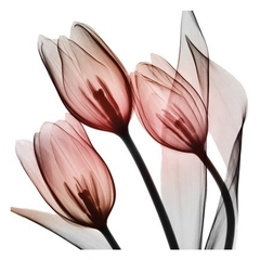 gravura flores tulipa raio X