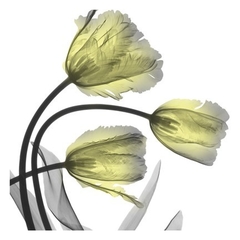 Gravura Flores Tulipas Raio X  amarela