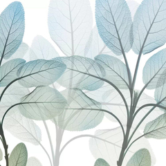 Gravura Plantas botânica