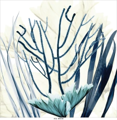 quadro com algas marinhas