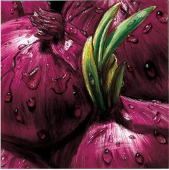 quadros com Cebola