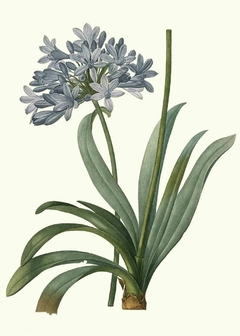 AGAPANTHUS UMBELLATUS - PIERRE JOSEPH REDOUTÉ