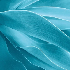 Succulent - Jan Bell