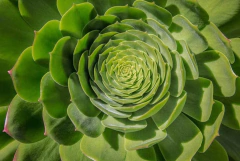 quadro de planta suculenta