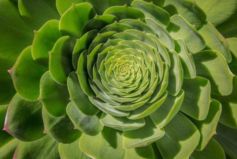 foto de planta suculenta