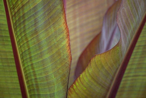 gravura de bananeiras para quadro