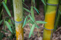 poster de bambu para quadro