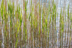 gravura cana de açúcar