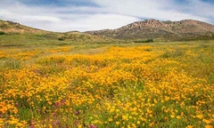 gravura paisagem campo florido