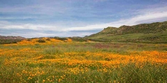Spring Vista with Wildflowers - Barbara Markoff - comprar online