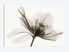 Hellebore II - Robert Coop - comprar online