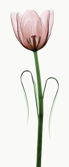 poster foto de flores raio x