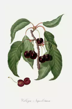 Gravura frutas cereja para quadro
