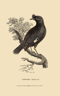 gravura de pássaros estudo