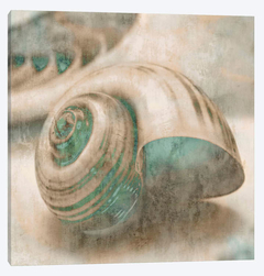 Gravura Conchas do Mar