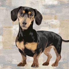 gravura Dachshund