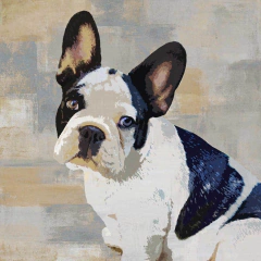 gravura buldog francês