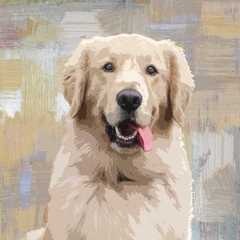 gravura Golden Retriever