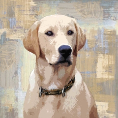 poster labrador