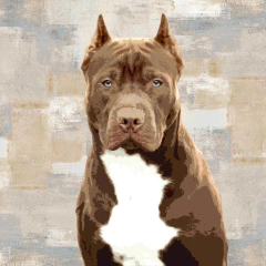 gravura pit bull
