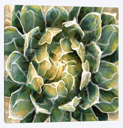 Gravura de botânica plantas suculentas